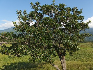 e0004756_21493476.jpg