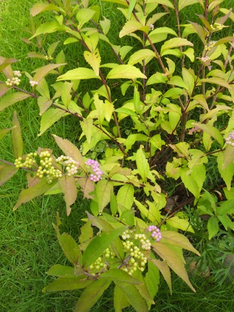 b0246758_19550752.jpg