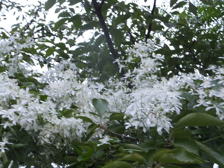 f0113862_2022837.jpg