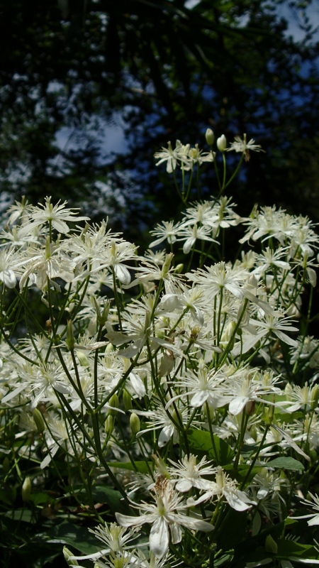 e0024081_13270066.jpg