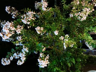 e0130185_11262177.jpg