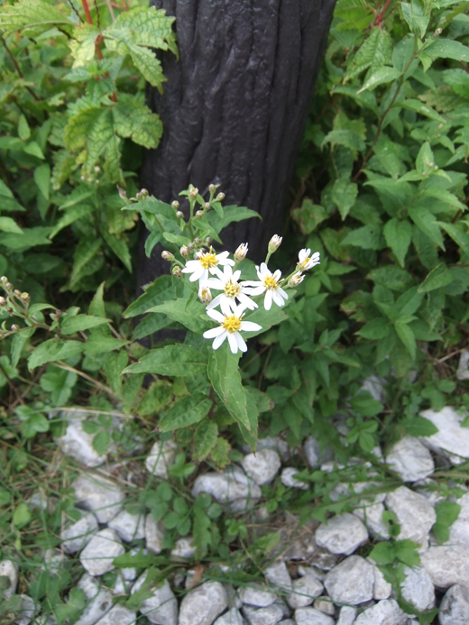 c0139591_20242036.jpg