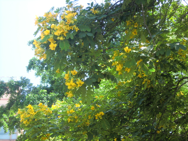 b0044296_22354471.jpg