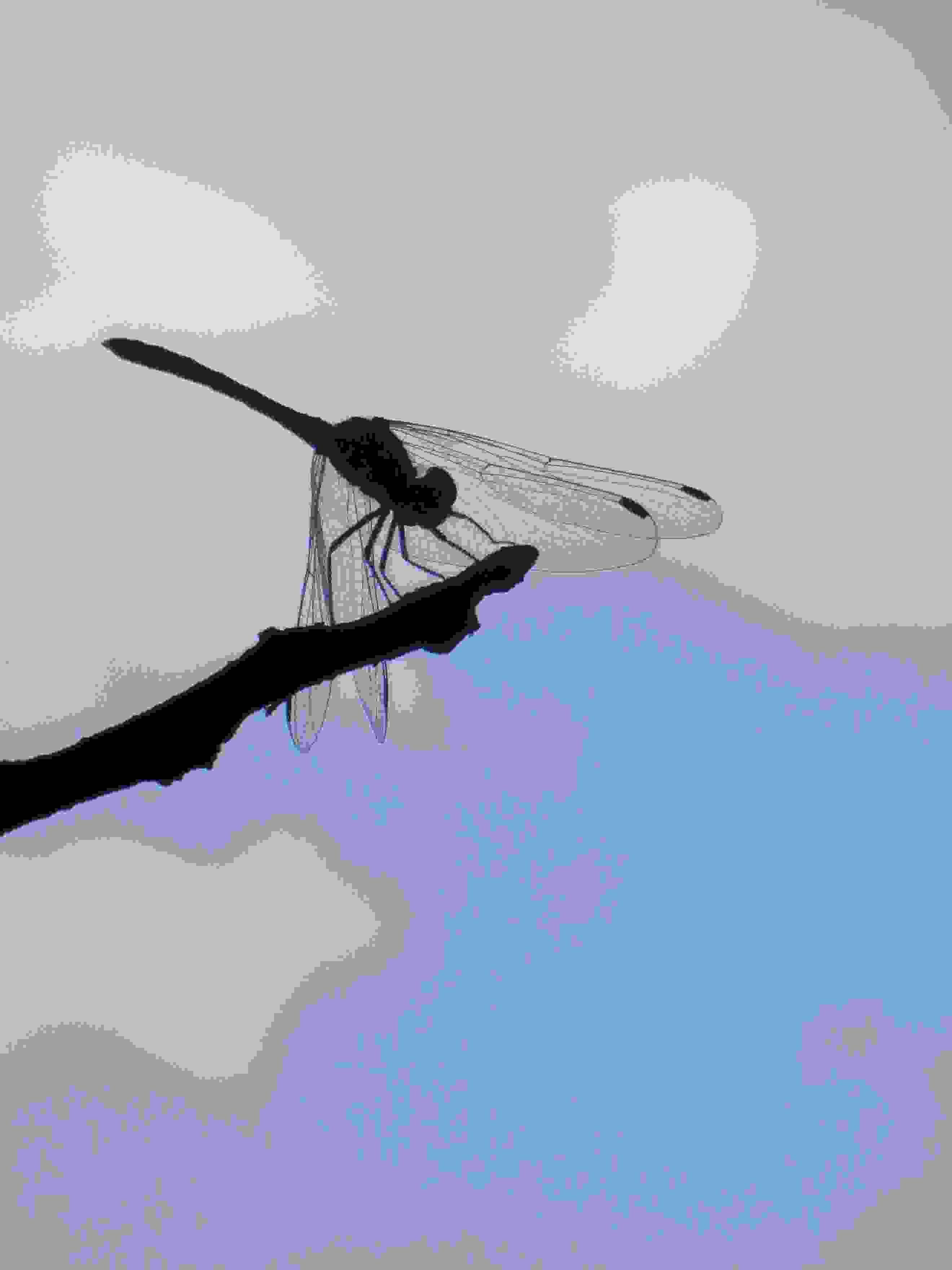 c0062511_19532024.jpg