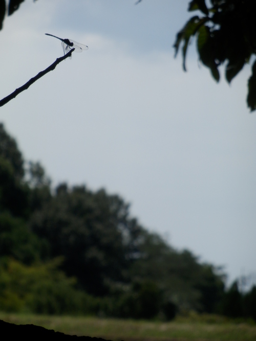 c0062511_19545289.jpg
