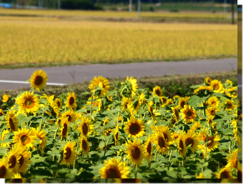 a0114514_155599.png