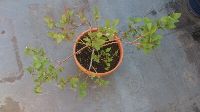 f0339422_10101071.jpg