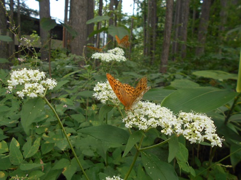 a0124543_18225086.jpg