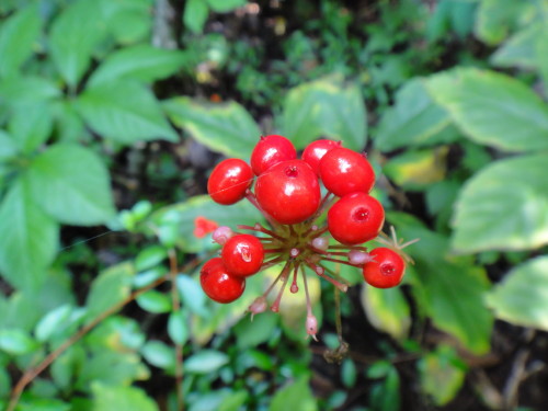 c0179351_2025553.jpg