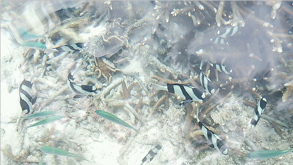 e0199691_0373910.jpg