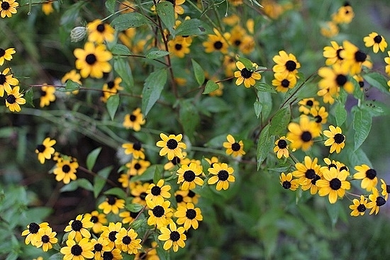 e0209997_12224880.jpg