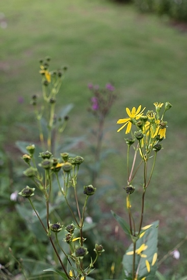 e0209997_1226813.jpg