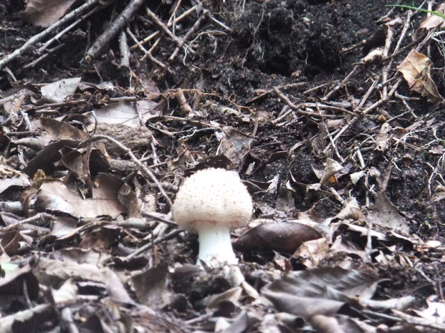 a0271502_1563197.jpg