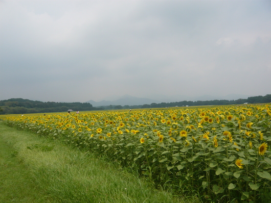 a0206332_9543135.jpg