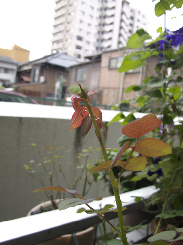 b0158551_01055090.jpg