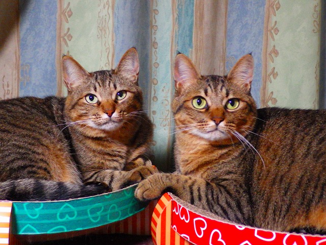 a0159490_16342685.jpg