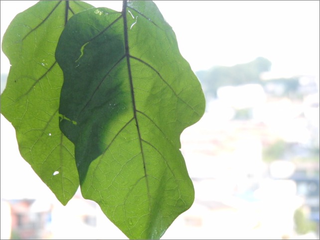 a0140863_237672.jpg