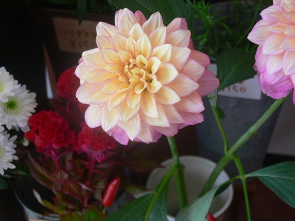 e0140986_1741670.jpg