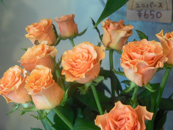 e0140986_1743973.jpg