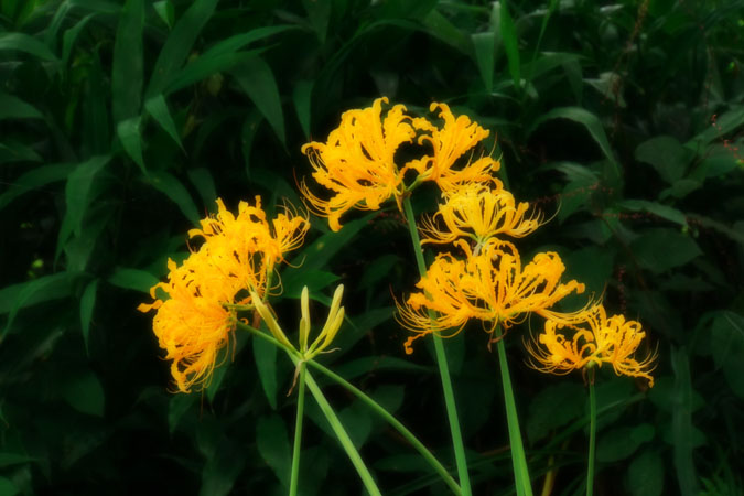 a0263109_15574265.jpg