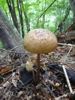 e0266825_14244360.jpg