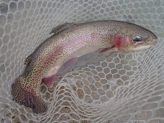 f0065341_1216598.jpg