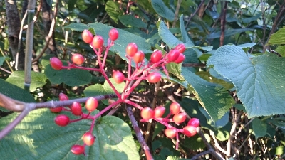 b0148050_13521387.jpg