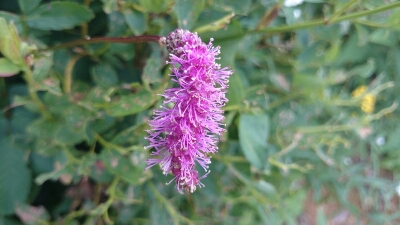 b0148050_1452370.jpg