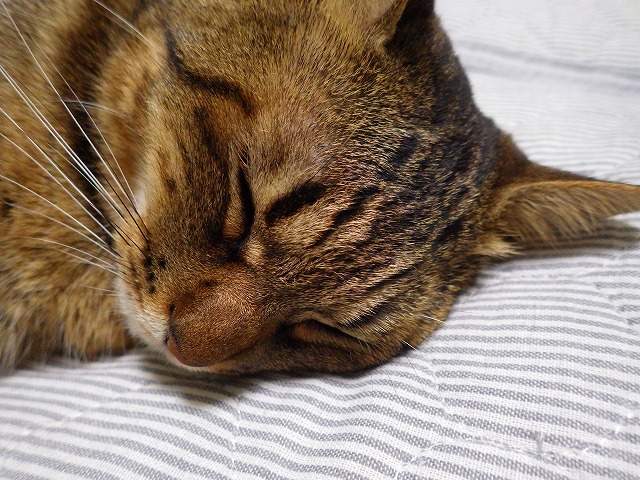 a0159490_13382490.jpg