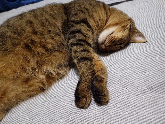 a0159490_13385515.jpg