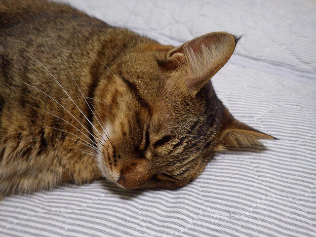 a0159490_13391194.jpg