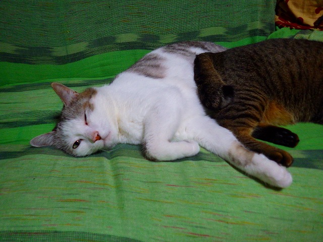 a0159490_15392247.jpg