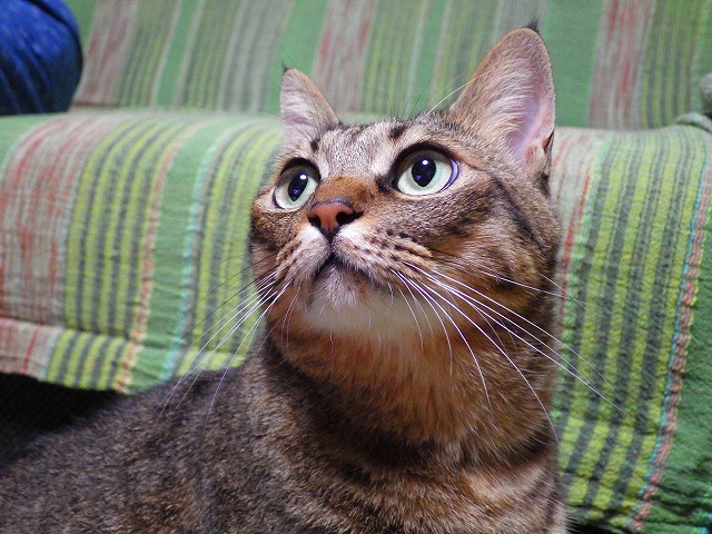 a0159490_1651469.jpg