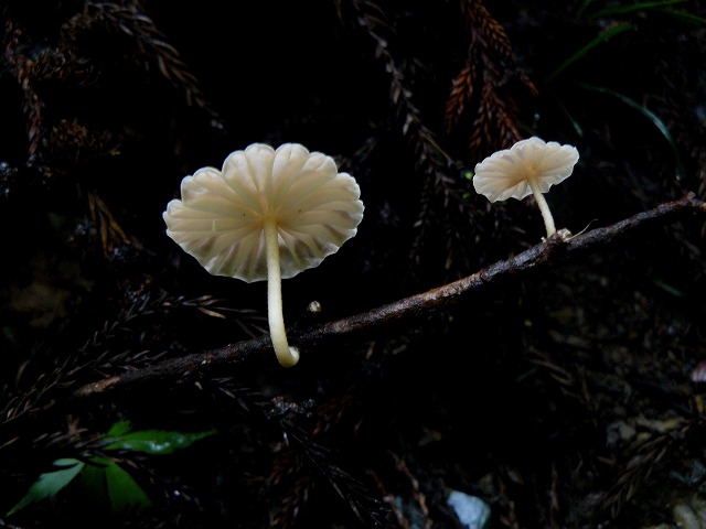 d0019074_5362394.jpg