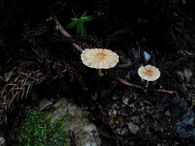 d0019074_5365437.jpg