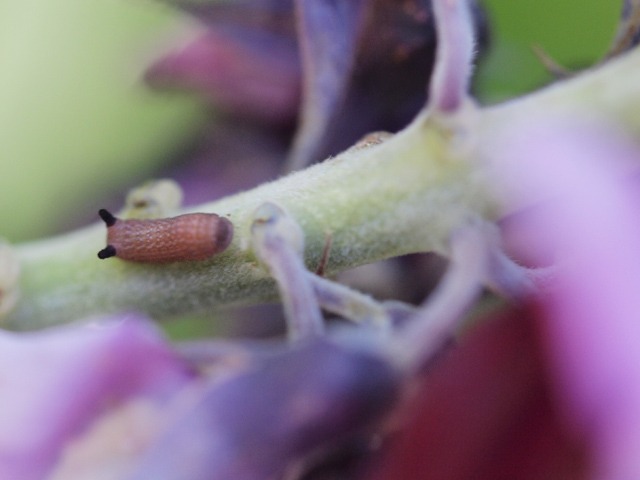 b0194593_10342059.jpg