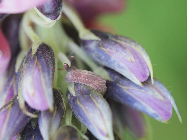 b0194593_10501261.jpg
