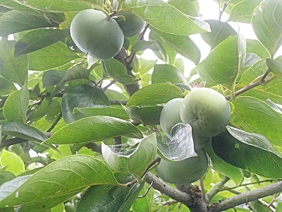 d0090001_10595265.jpg