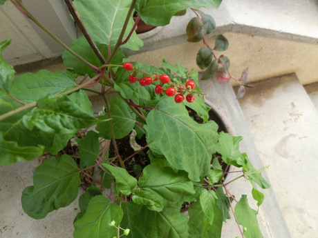 a0203003_1923147.jpg