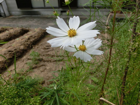 a0203003_1931590.jpg
