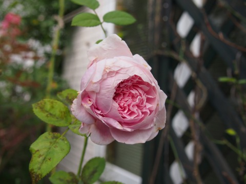 c0117007_95561.jpg