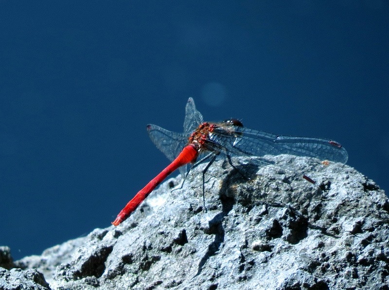b0162728_63023.jpg