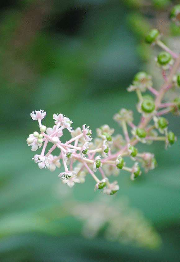 a0001354_22155023.gif