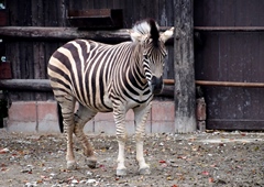 c0188661_0545156.jpg