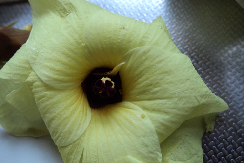 c0114337_1552514.jpg