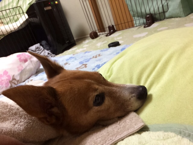 a0314846_16254377.jpg