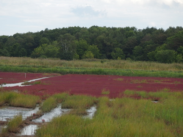 e0004756_2148778.jpg