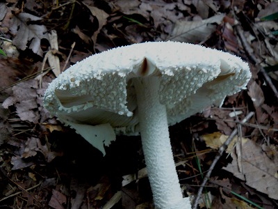 d0019074_6154621.jpg