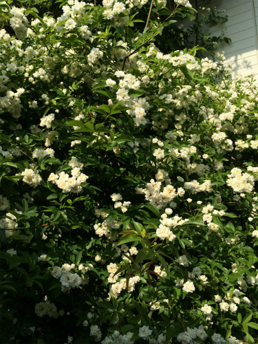 c0132387_0311475.jpg