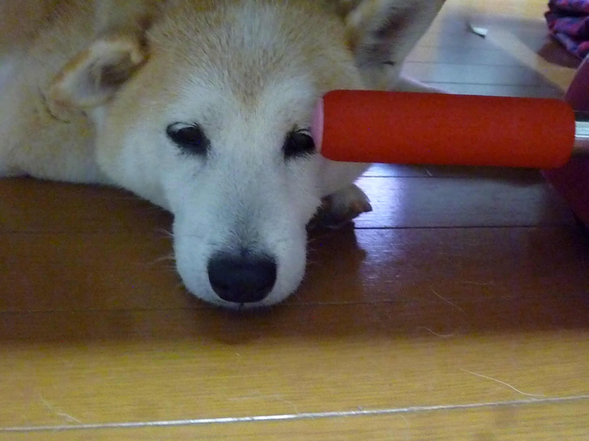 c0123890_21162014.jpg